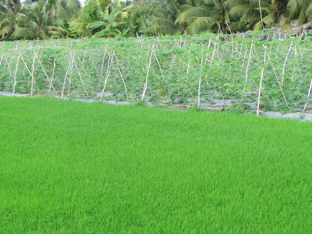 Khách sạn Aurora Mekong Cái Bè Ngoại thất bức ảnh